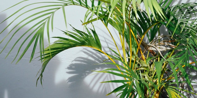 Areca-Palm-tree