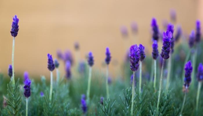 Indoor-Lavender-Plants