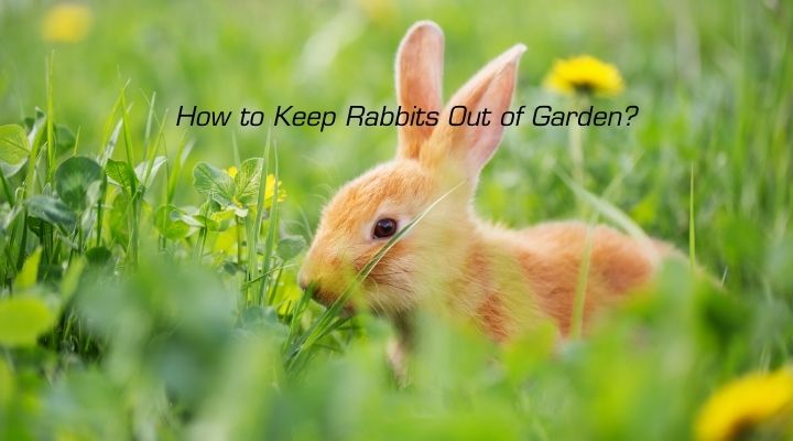 How to Keep Rabbits Out of the Garden 2