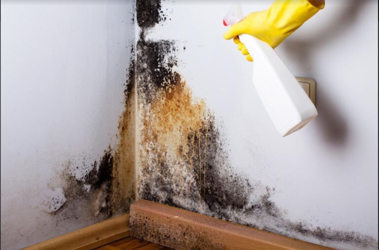 mold-removal