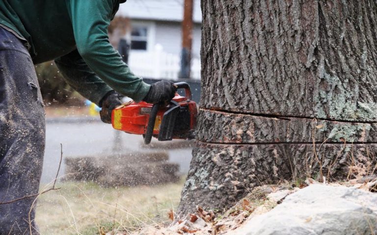 tree-cutting-service