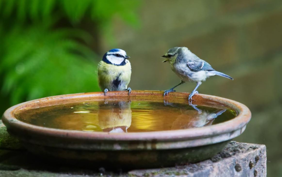 Bird-Baths