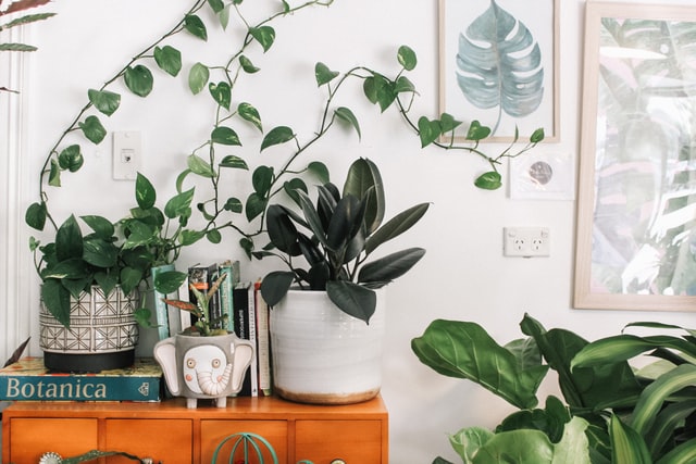 Decorating-Space-with-Plants