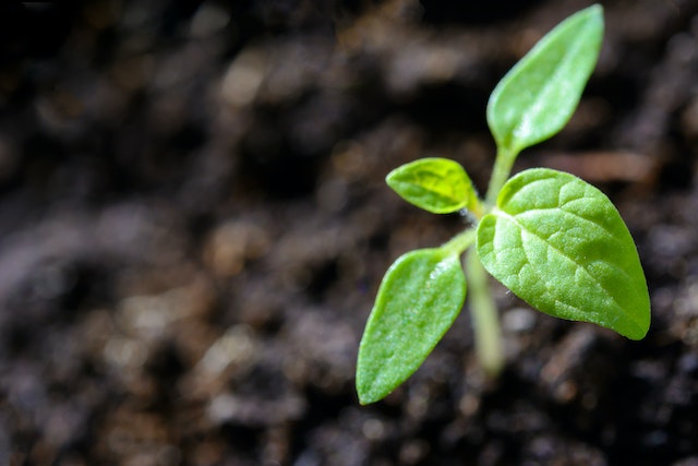 Growing-Herbs