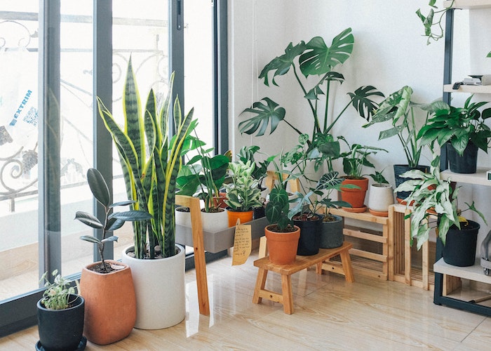 Indoor-Plants-for-the-Living-Room