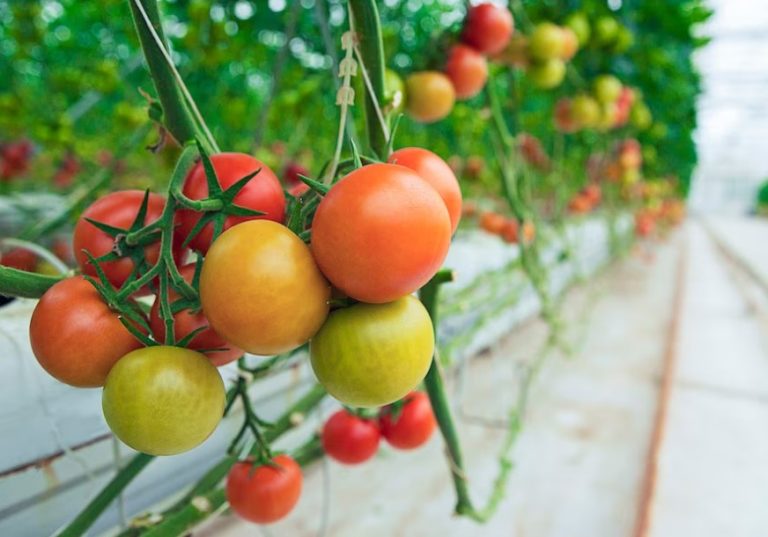 Tomatoes-In-Your-Home-Garden