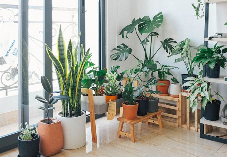 Indoor-Plants