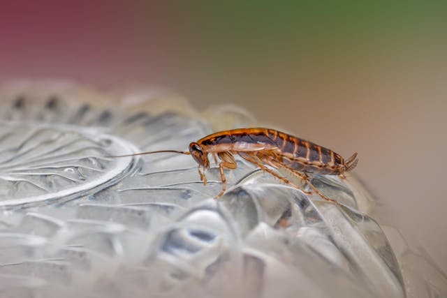 Unwanted-Pests