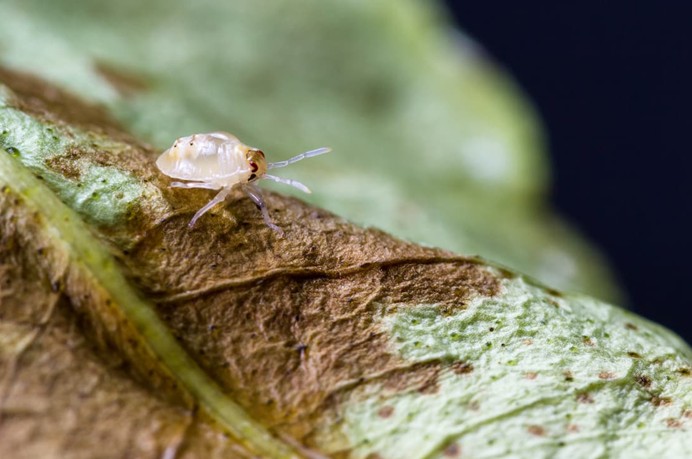 Remove-Mites